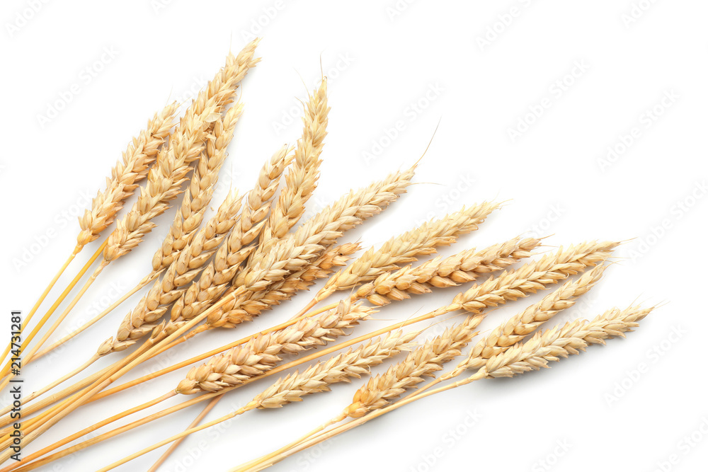 Fototapeta premium Wheat spikelets on white background