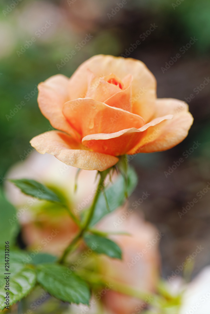 Pink roses flowers on bokeh backdrop. Floral background with soft selective focus. Vintage style tinted image.