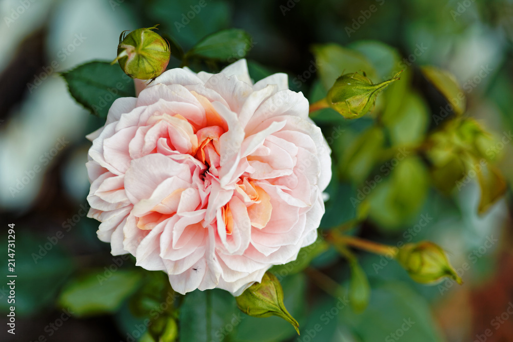 Pink roses flowers on bokeh backdrop. Floral background with soft selective focus. Vintage style tinted image. Pink roses flowers on bokeh backdrop. Floral background with soft selective focus. Vintage style tinted image.