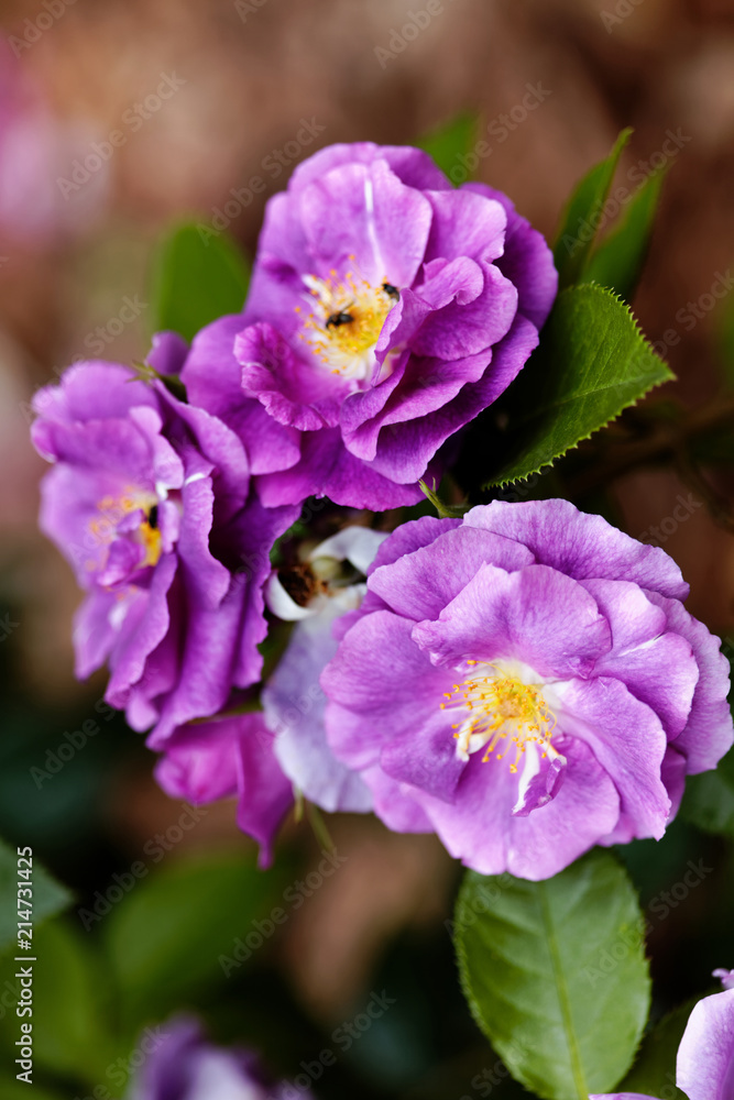 Purple roses flowers on bokeh backdrop. Floral background with soft selective focus. Vintage style tinted image. Purple roses flowers on bokeh backdrop. Floral background with soft selective focus. Vintage style tinted image.