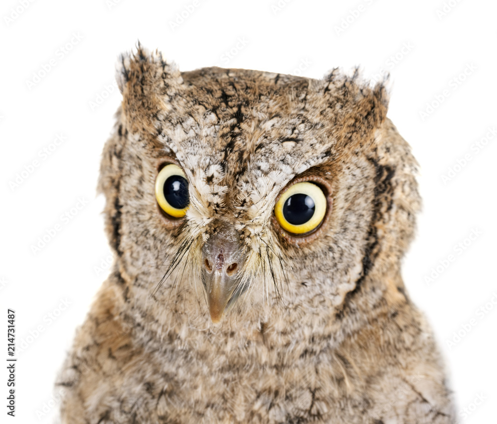 Eurasian scops owl Eurasian scops owl