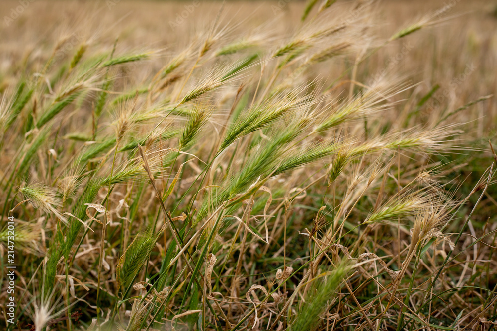 An agricultural weed growing in a farm paddock or field An agricultural weed growing in a farm paddock or field