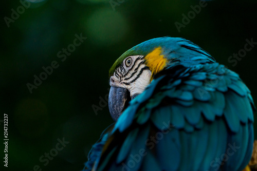 Blue and yellow Macaw, Cartagena, Colombia © Andreas Mariotti
