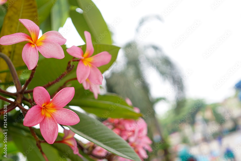 Obraz premium Frangipani flower