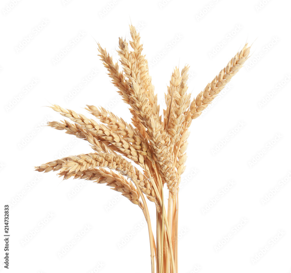 Wheat spikelets on white background Wheat spikelets on white background