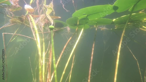 underwater dynamic shot in slow motion of spatterdock