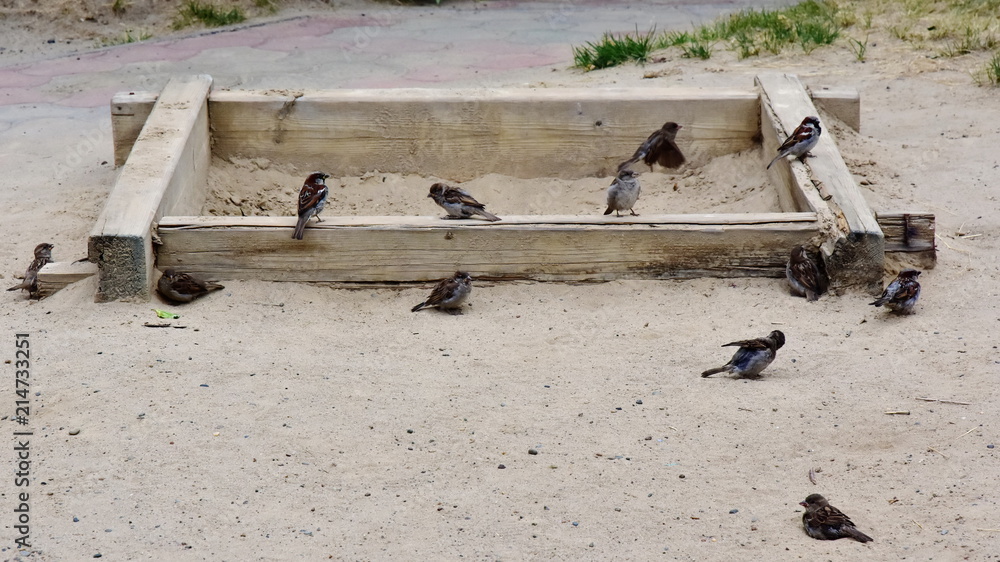 A flock of sparrows cleans their wings in the sand of the sandbox