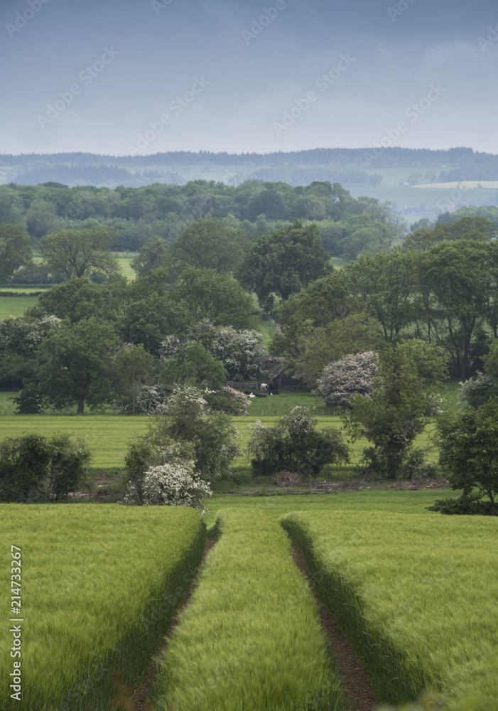 a field of crops in North Yorkshire in front of trees and hills