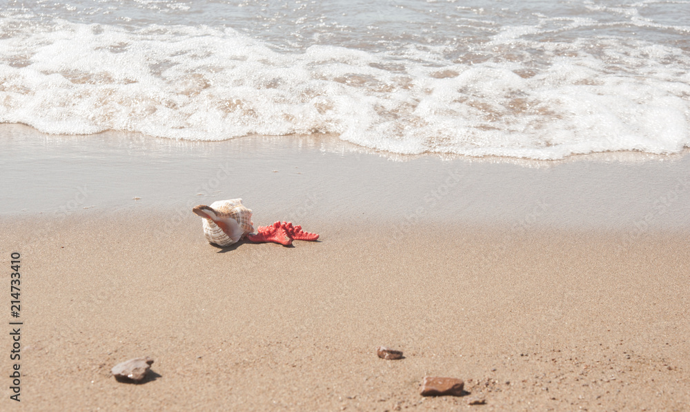Big sea shell and starfish on beach sand Big sea shell and starfish on beach sand