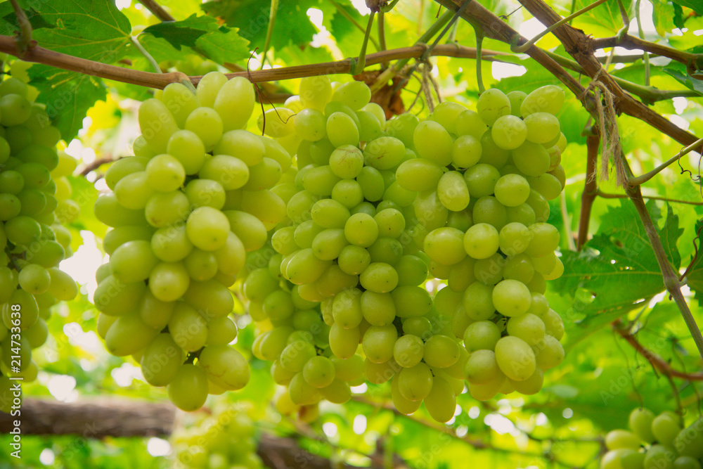 White wine grapes in a vineyard White wine grapes in a vineyard