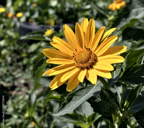 yellow flowers Sunny heliopsis photo