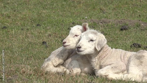 Sheep comes and look for  lambs
