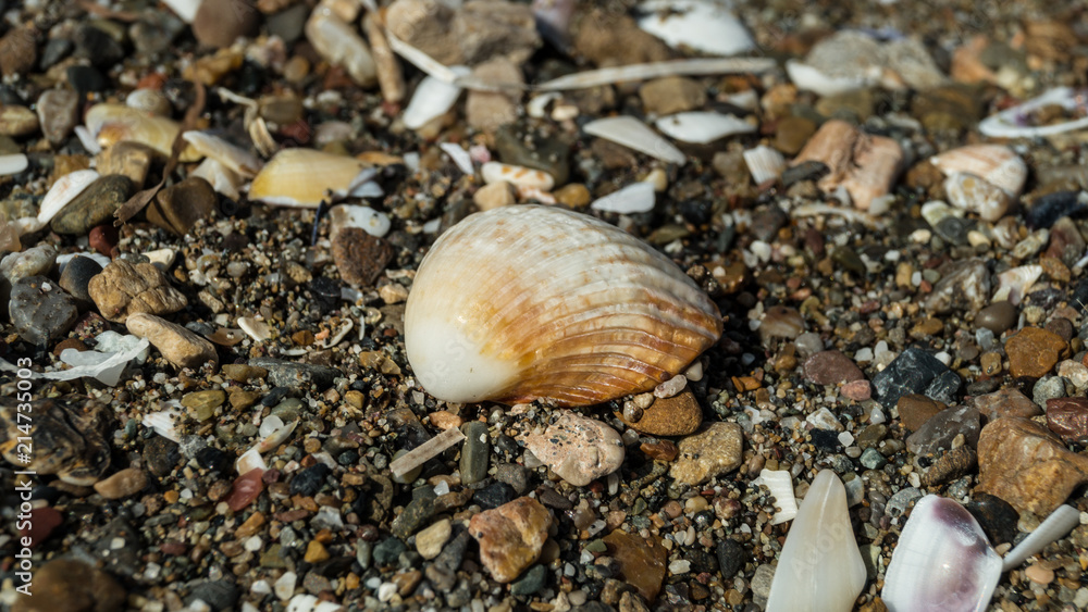 Close up photo of shell on the beach. Details, texture, decorations natural.