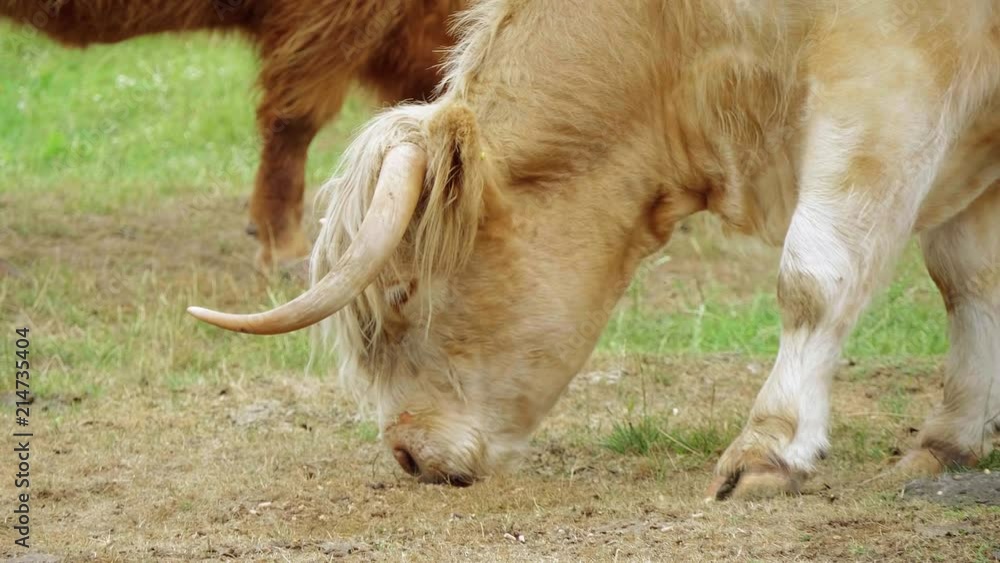 Famous for the Scotland - the highland cattle on farmland Famous for the Scotland - the highland cattle on farmland