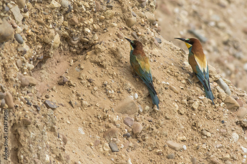 Bienenfresser (Merops apiaster) photo