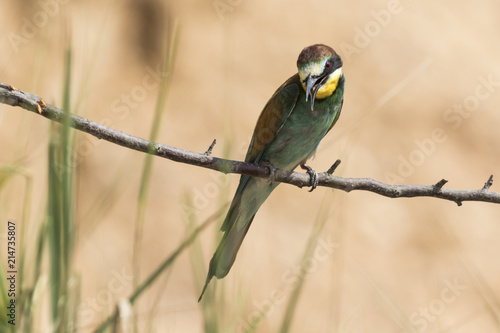 Bienenfresser (Merops apiaster) photo