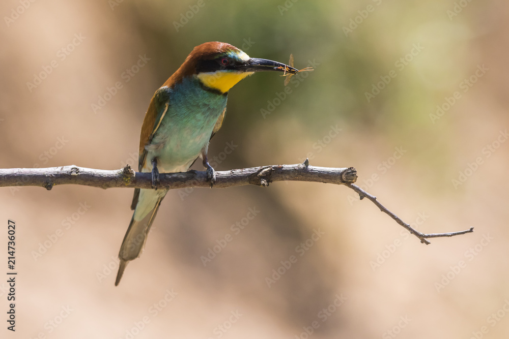 Bienenfresser (Merops apiaster) Bienenfresser (Merops apiaster)