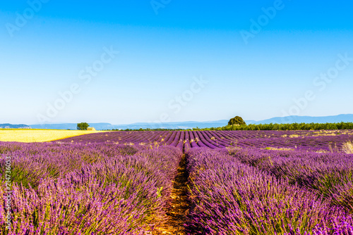 Fototapeta Naklejka Na Ścianę i Meble -  Champ de lavande à Valensole en Provence, France