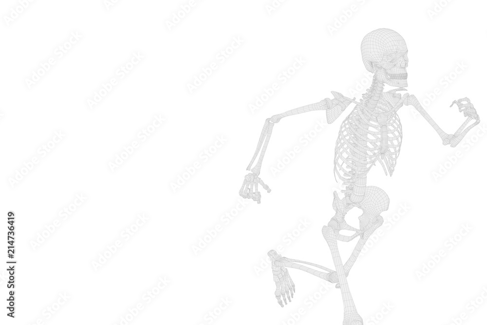3D model in wireframe of a human skeleton while running on white background. 3D reconstruction of a race made by a man with a view only on the skeleton