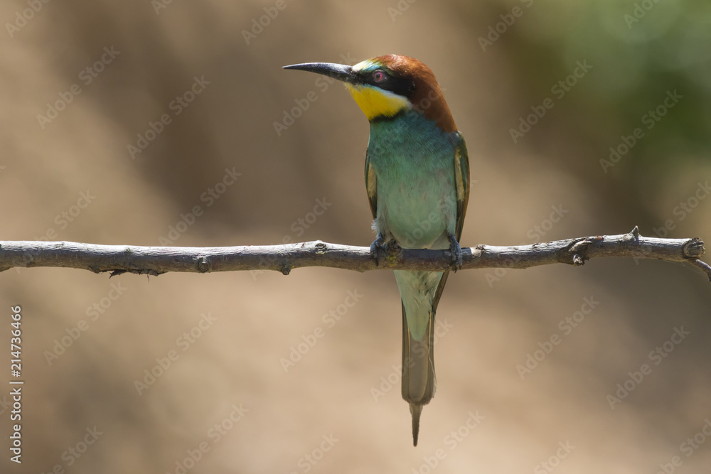 Bienenfresser (Merops apiaster) Bienenfresser (Merops apiaster)