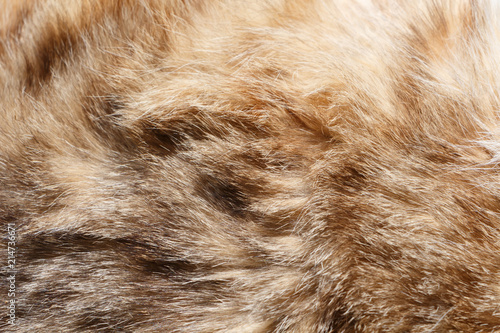 Cuadro en lienzo Gros plan sur la fourrure d'un chat tigré