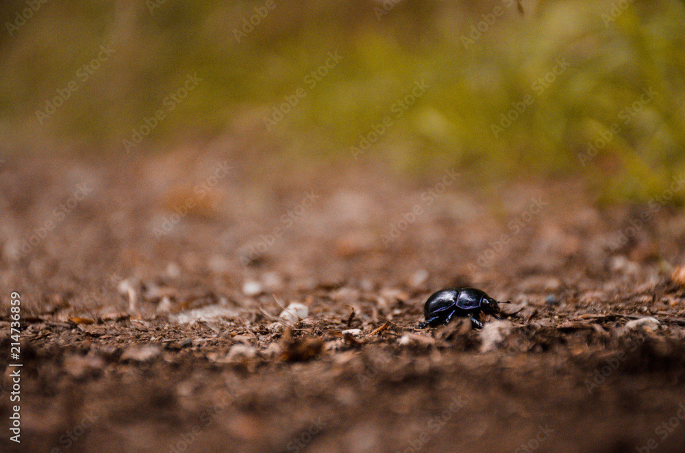 Beetle Beetle