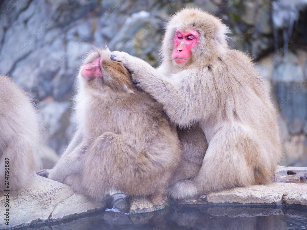 Obraz premium Japanese Snow monkey Macaque in hot spring Onsen Jigokudan Park, Nakano,now Monkey Japanese Macaques bathe in onsen hot springs at Nagano, Japan.