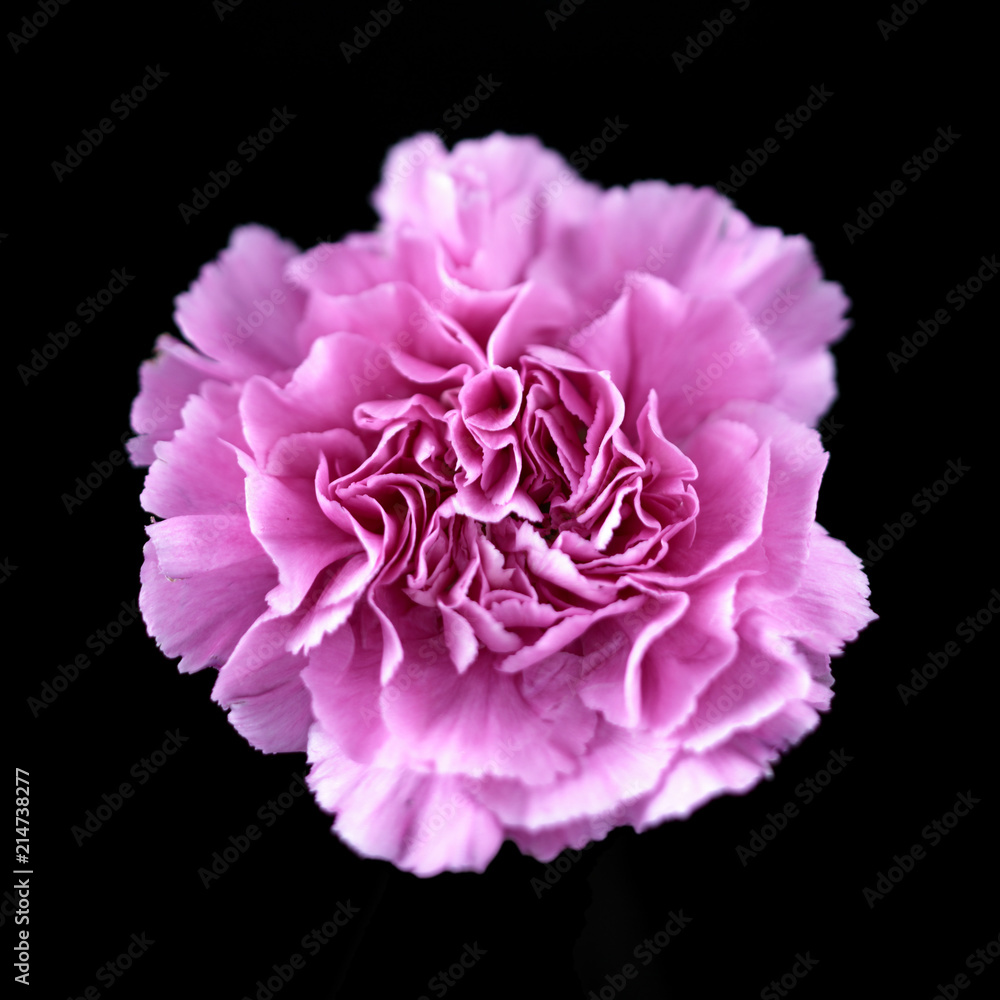 Folwers Folwers