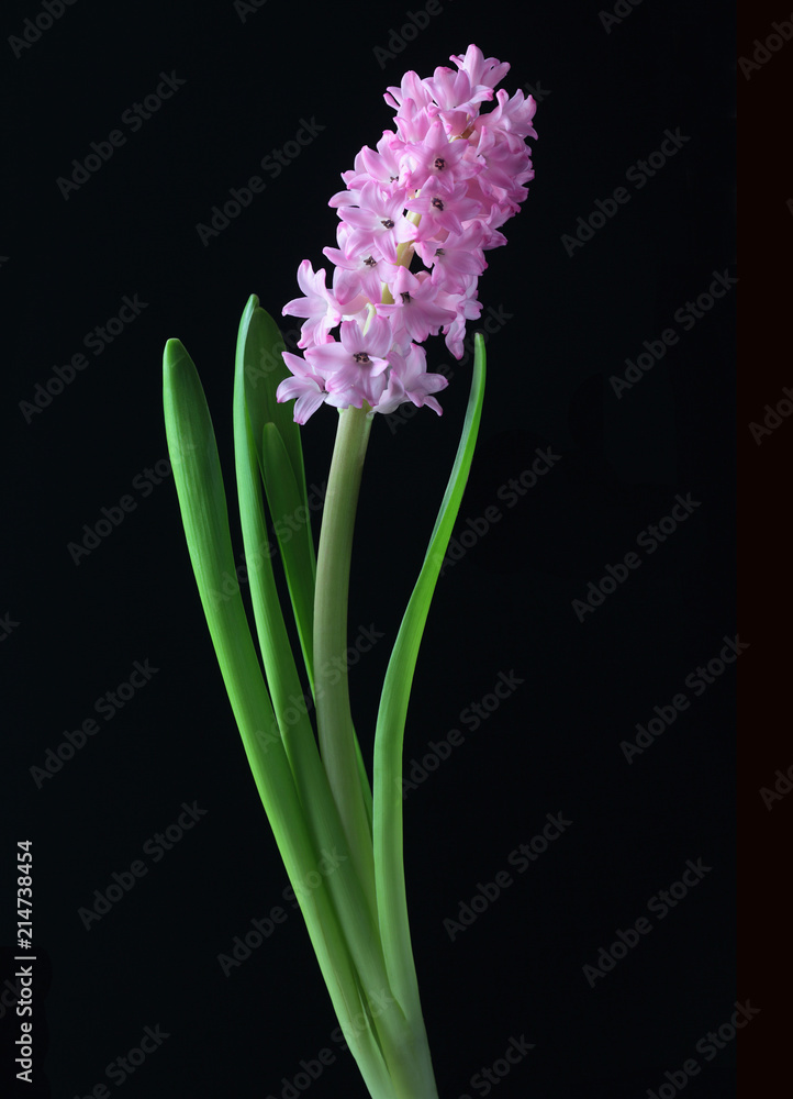 Folwers Folwers