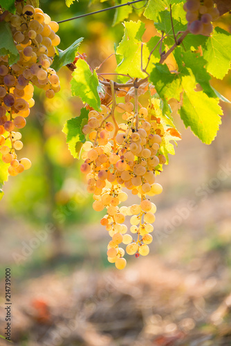 Fresh grapes growing on a vine