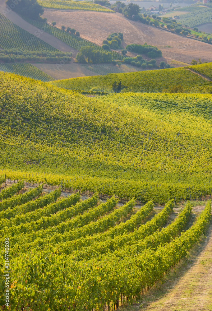 Beautiful vineyard on hills