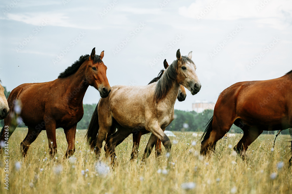 The horse runs gallop on the field The horse runs gallop on the field