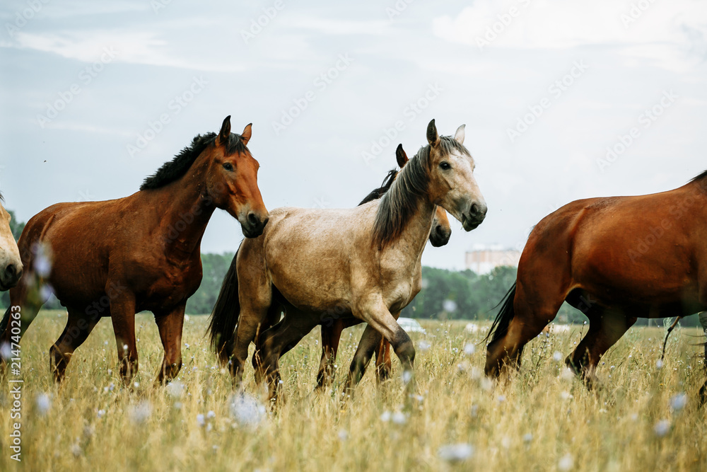 The horse runs gallop on the field