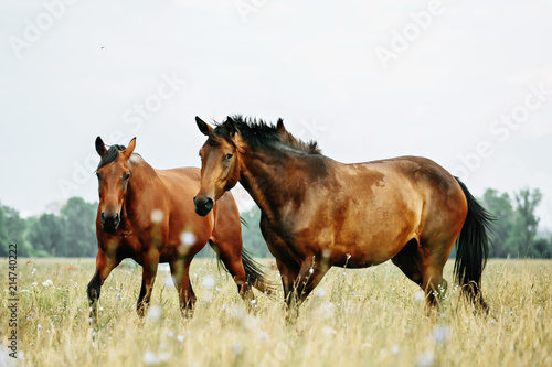 The horse runs gallop on the field