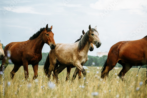Fototapeta Naklejka Na Ścianę i Meble -  The horse runs gallop on the field