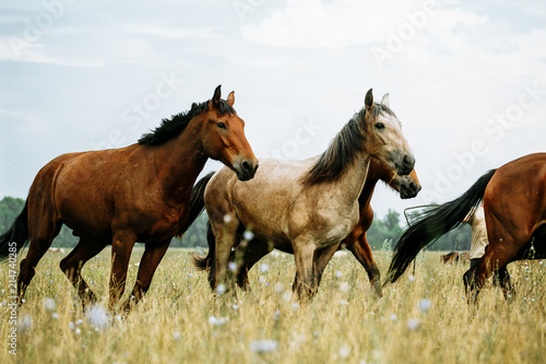 The horse runs gallop on the field © matilda553