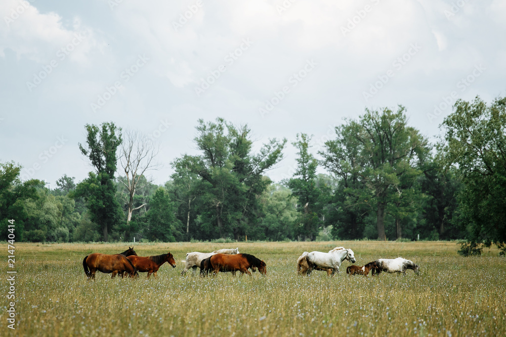 The horse runs gallop on the field The horse runs gallop on the field