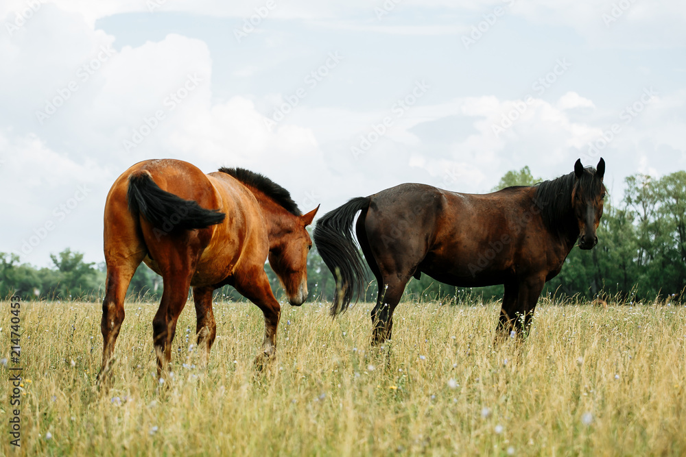 horses in the field horses in the field