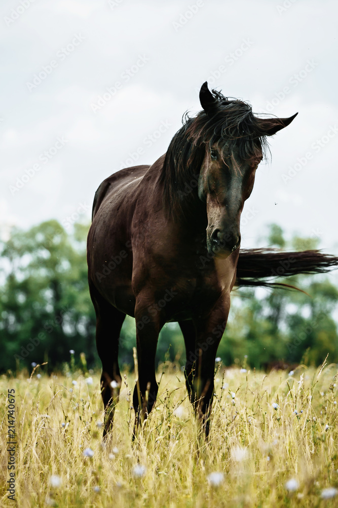 Portrait of black horse in summer Portrait of black horse in summer