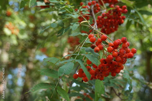 ashberry branch