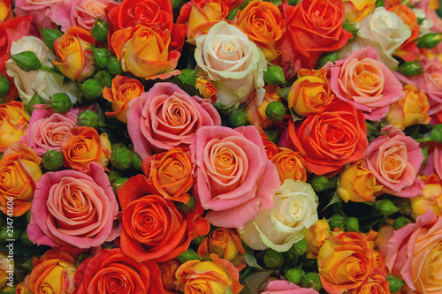 Carpet of beautiful multi-colored roses. Floral background