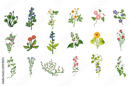 Wild Flowers Hand Drawn Set Of Detailed Illustrations
