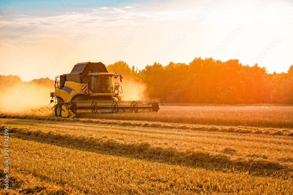 Fototapeta premium big combine harvester threshing in the sunset.