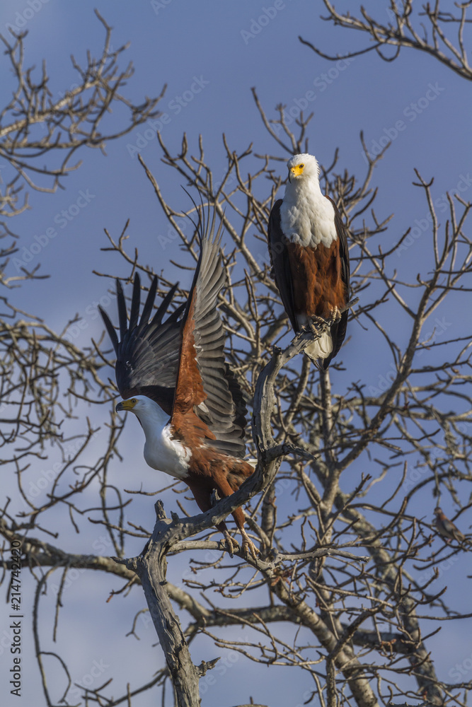 Obraz premium African fish eagle in Kruger National park, South Africa ; Specie Haliaeetus vocifer family of Accipitridae