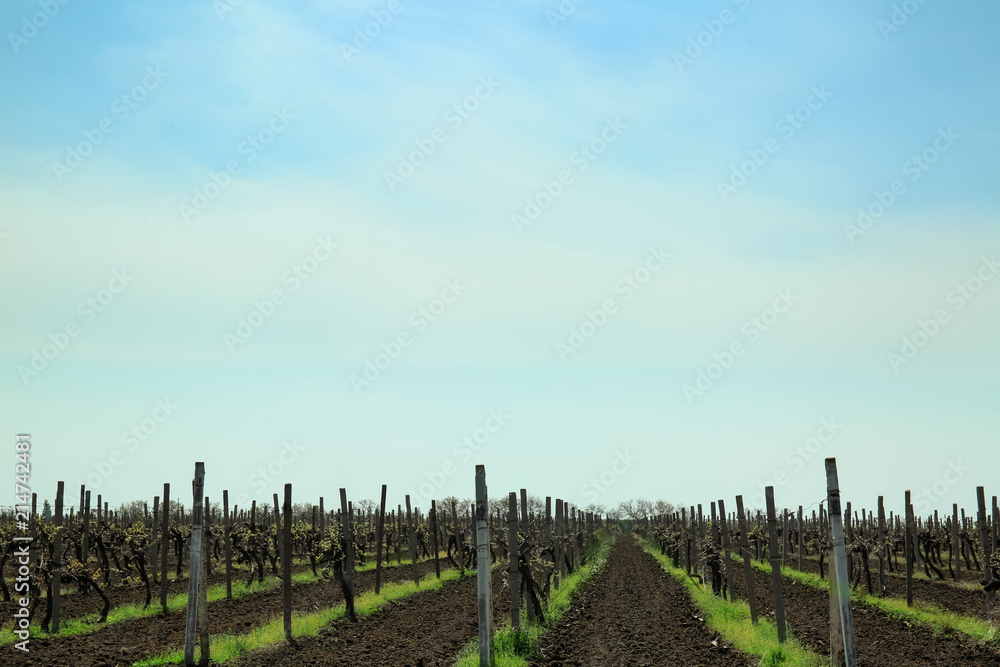 View of vineyard on sunny day View of vineyard on sunny day