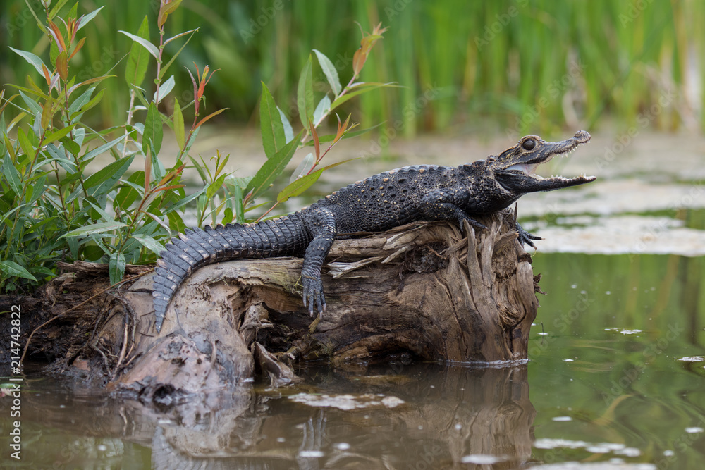 Naklejka premium Black caiman (Melanosuchus niger) Amazon rainforest, Brazil