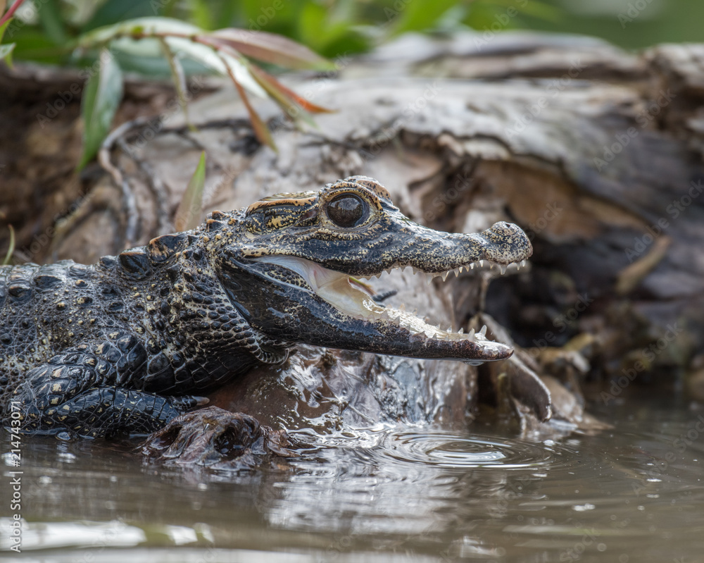 Black caiman (Melanosuchus niger) Amazon rainforest, Brazil Stock Photo
