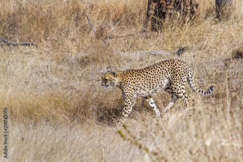 Cheetah in Kruger National park, South Africa   Specie Acinonyx jubatus family of Felidae © PACO COMO
