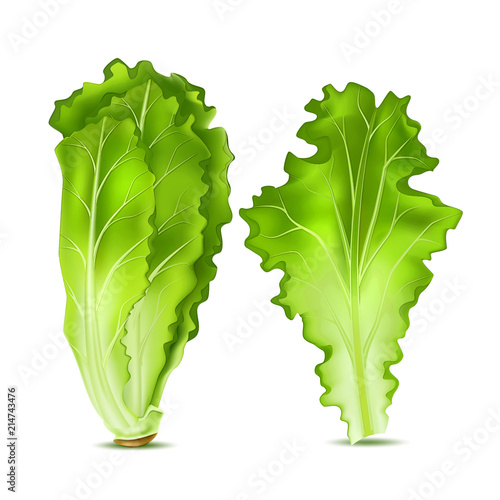 Vector realistic lettuce salad leaves