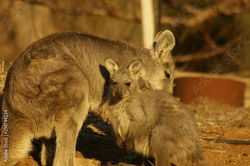 young red-necked wallaby feeding from it's mother in a backyard during a very dry, drought stricken season in rural New South Wales, Australia